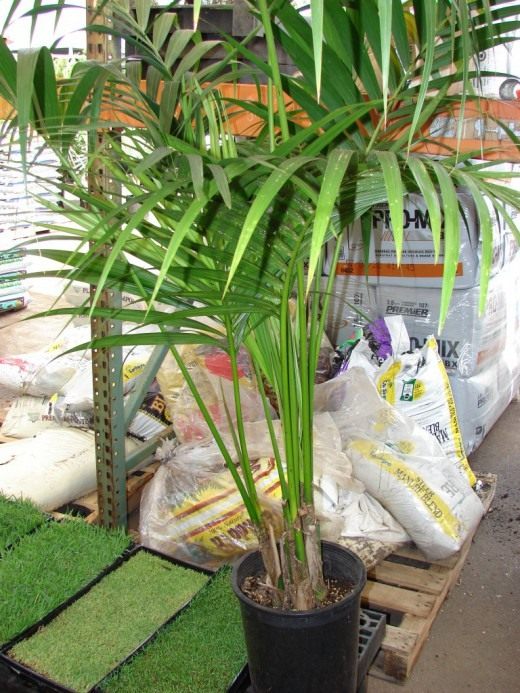 Ховея Форстера (Howea forsteriana)