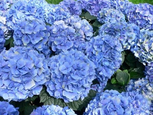 Гортензия (Hydrangea)