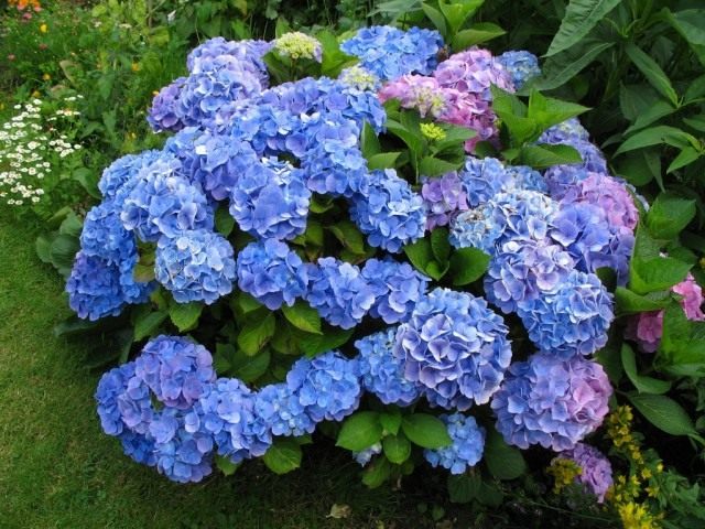 Гортензия (Hydrangea) Гортензия (Hydrangea)