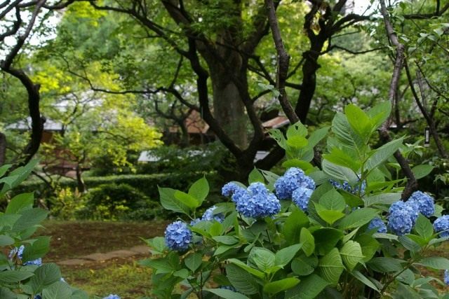 Гортензия (Hydrangea) Гортензия (Hydrangea)