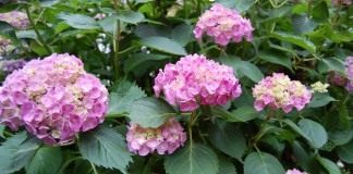 Гортензия (Hydrangea)