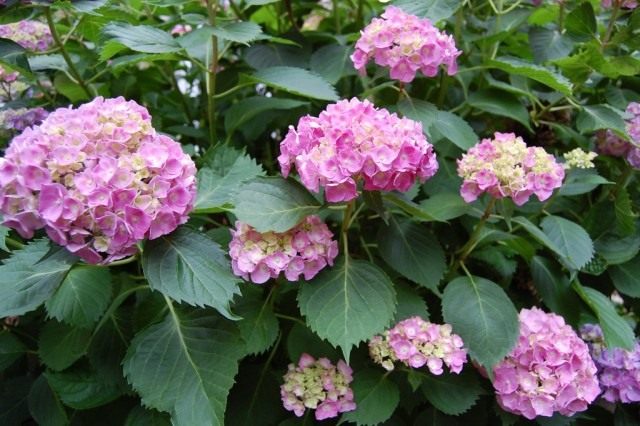 Гортензия (Hydrangea) Гортензия (Hydrangea)