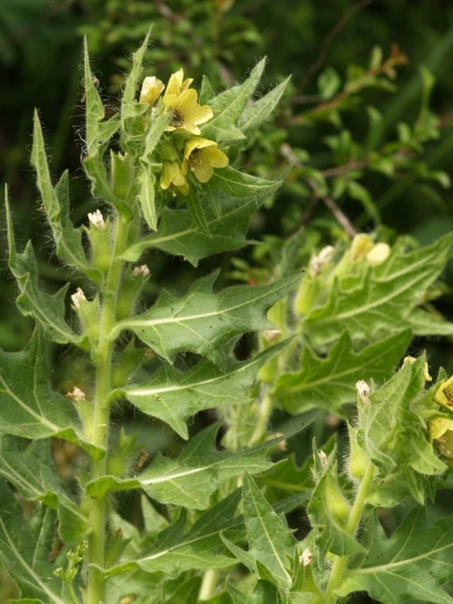 Белена чёрная (Hyoscyamus niger) Белена чёрная (Hyoscyamus niger)