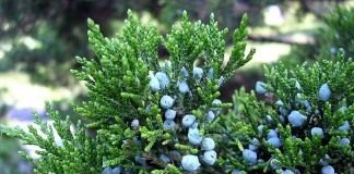 Можжевельник (Juniperus)