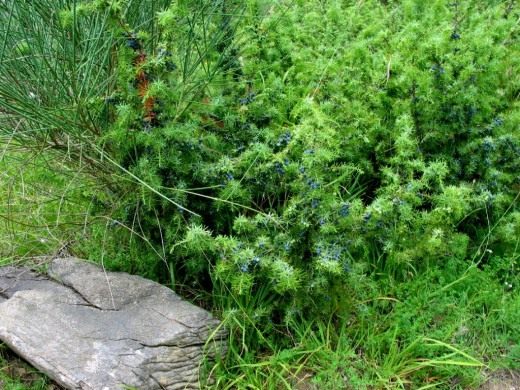 Можжевельник (Juniperus)