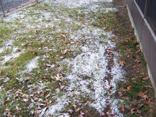 Газон зимой (A lawn in winter)