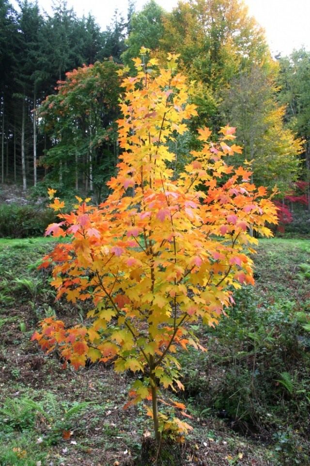 Клён (Acer) Клён (Acer)