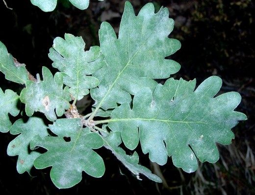 Листья дуба (Oak leaves)