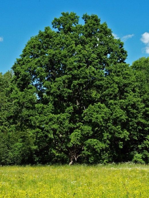 Дуб (Oak)
