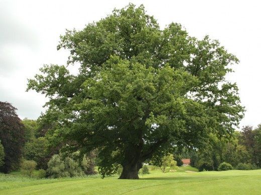 Дуб (Oak)