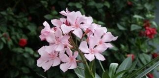 Олеандр (Nerium oleander)