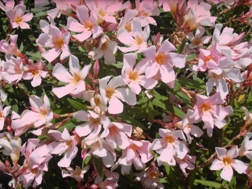 Олеандр (Oleander)