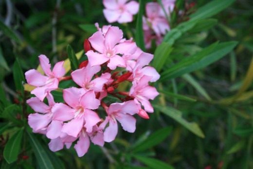 Олеандр (Oleander)