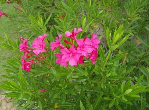 Олеандр (Oleander)
