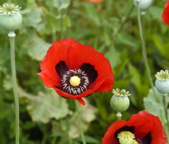 Мак опийный, или Мак снотворный (Papaver somniferum) Мак опийный, или Мак снотворный (Papaver somniferum)