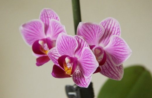 Фаленопсис (Phalaenopsis Hybride rosa)