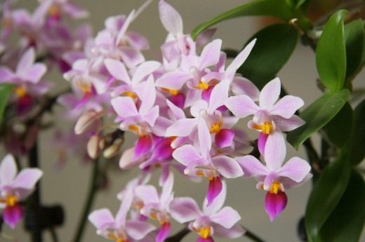 Фаленопсис (Phalaenopsis equestris)