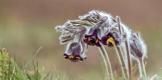 Прострел чернеющий (Pulsatilla nigricans)