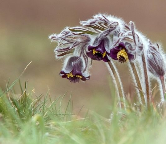 Прострел чернеющий (Pulsatilla nigricans)