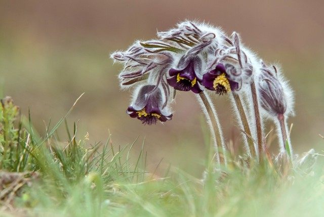 Прострел чернеющий (Pulsatilla nigricans) Прострел чернеющий (Pulsatilla nigricans)