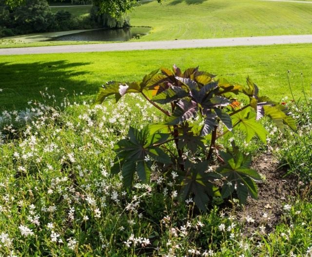 Клещевина обыкновенная (Ricinus communis) Клещевина обыкновенная (Ricinus communis)