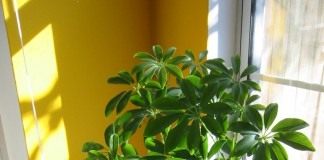 Шеффлера (Schefflera)
