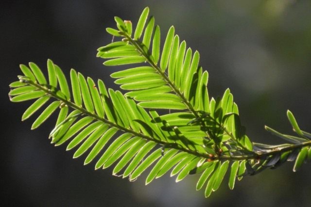 Хвоя тиса ягодного (Taxus baccata) Хвоя тиса ягодного (Taxus baccata)