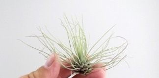 Тилландсия серебристая (Tillandsia argentea)