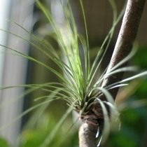Тилландсия ситниковая (Tillandsia juncea) Тилландсия ситниковая (Tillandsia juncea)