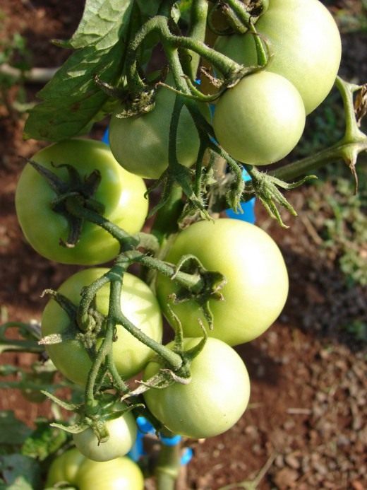 Томат (Tomato)