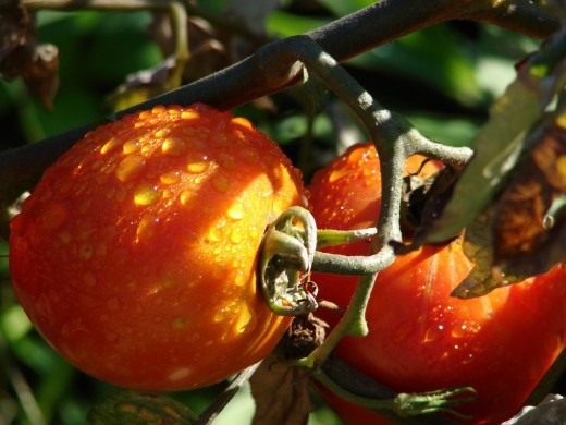 Томат (Tomato)