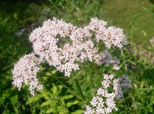 Валериана (Valeriana)
