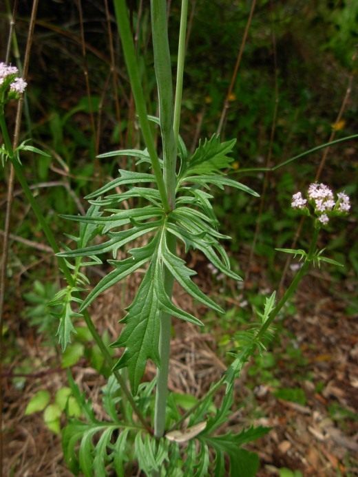 Валериана (Valeriana)