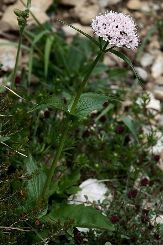 Валериана (Valeriana) Валериана (Valeriana)