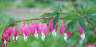 Дицентра (Dicentra)