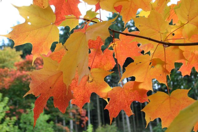 Клён (Acer) Клён (Acer)