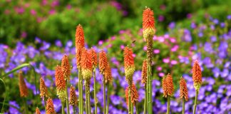 5 экзотических многолетников для вашего цветника, которые я советую