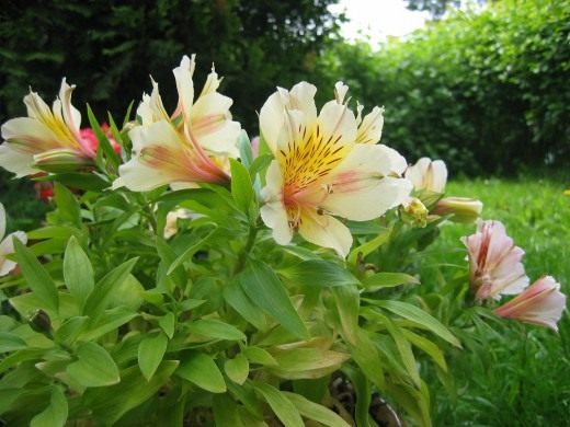 Альстрёмерия, Перуанская лилия (Alstroemeria, Peruvian Lily)
