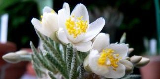 Анакампсерос Альстона (Anacampseros alstonii)