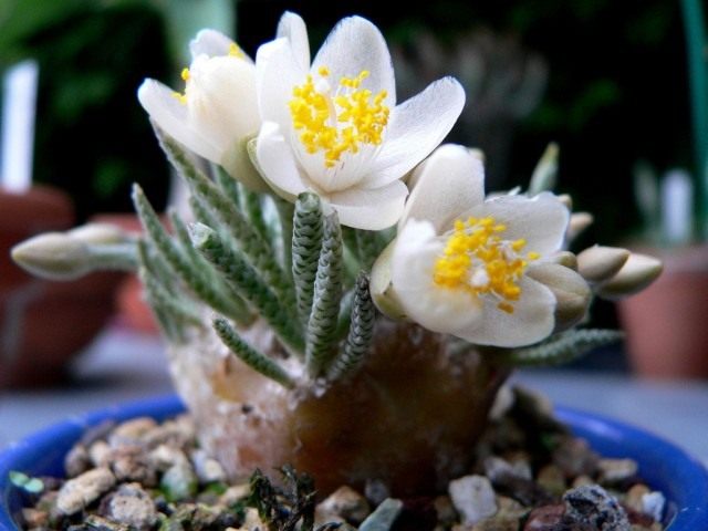 Анакампсерос Альстона (Anacampseros alstonii) Анакампсерос Альстона (Anacampseros alstonii)