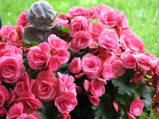 Бегония (Begonia)