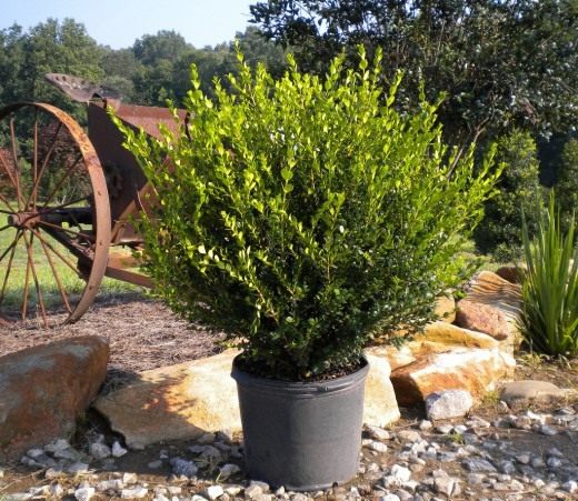 Самшит (Boxwood)