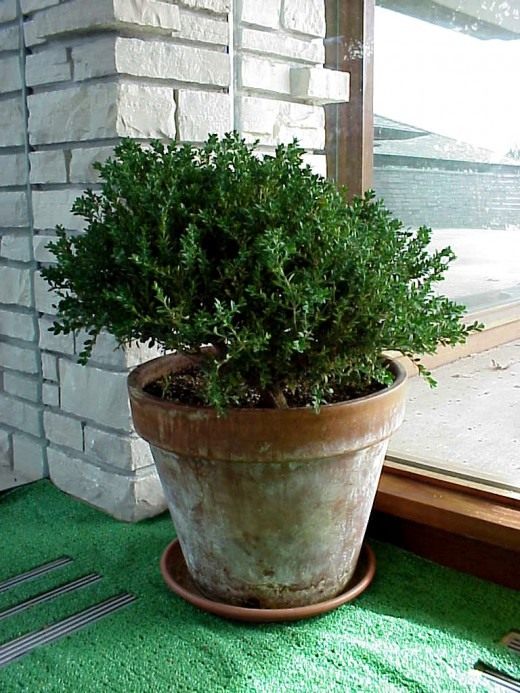 Самшит (Boxwood)