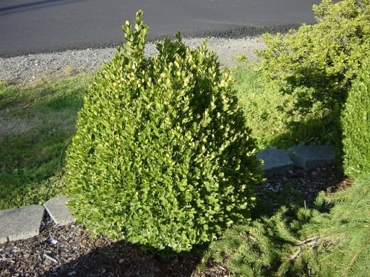Самшит (Boxwood)