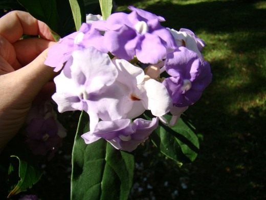 Брунфельсия крупноцветковая (Brunfelsia grandiflora) Брунфельсия крупноцветковая (лаБрунфельсия крупноцветковая (Brunfelsia grandiflora)т. Brunfelsia grandiflora)