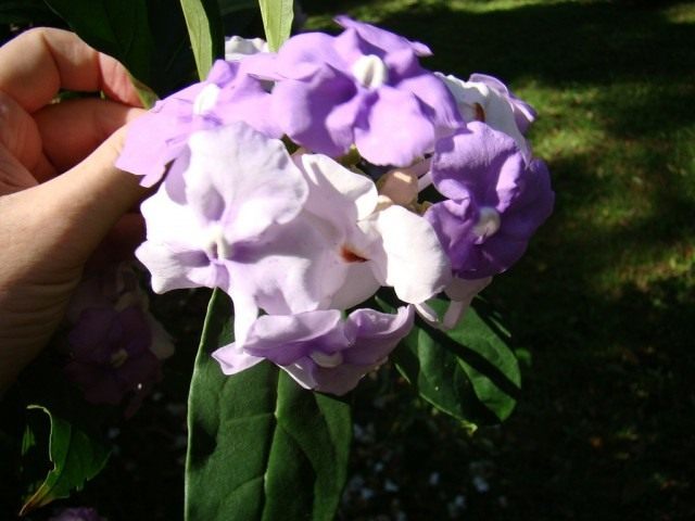 Брунфельсия крупноцветковая (Brunfelsia grandiflora) Брунфельсия крупноцветковая (лаБрунфельсия крупноцветковая (Brunfelsia grandiflora)т. Brunfelsia grandiflora)