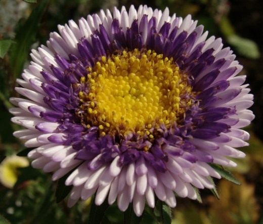 Астра (Aster)