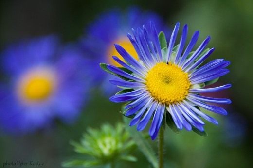 Астра (Aster) Астра (Aster)