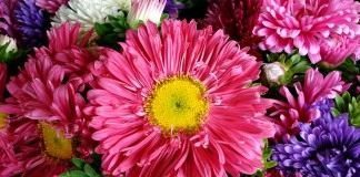 Астра (Aster)