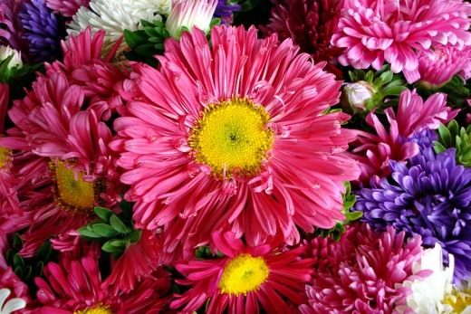 Астра (Aster)